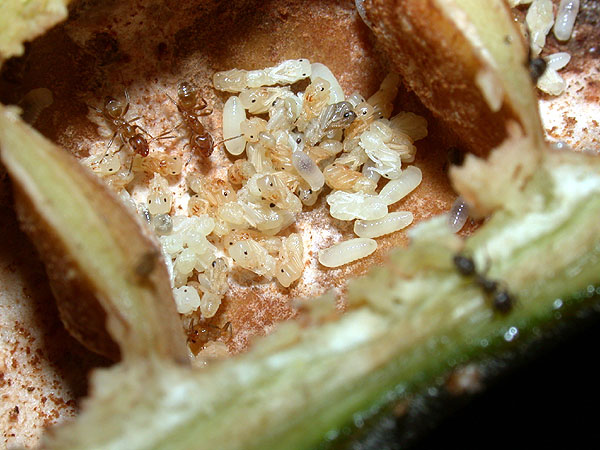 FIGURE 1c FIGURE 1c